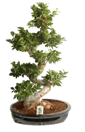 Ficus Bonsai Ginseng 110 cm