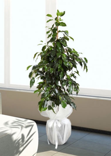 Ficus Benjamin 90 cm