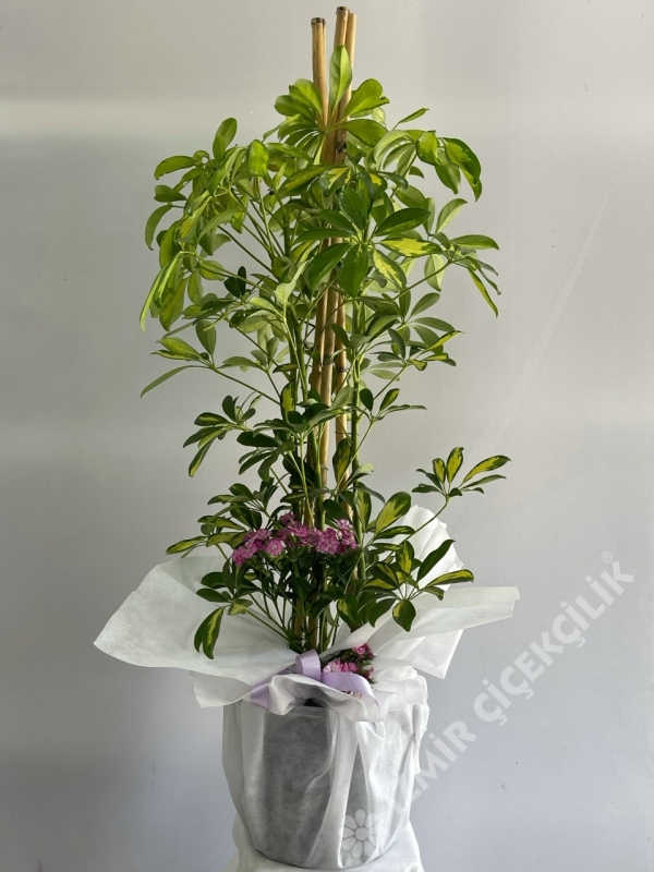 3 Dallı Şeflera (Schefflera) 120 cm