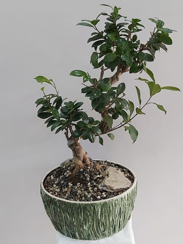 Bonsai Ficus 70 cm