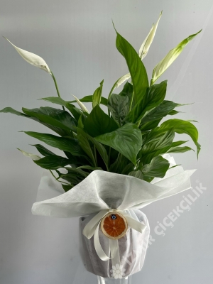 Barış Çiçeği Spathiphyllum